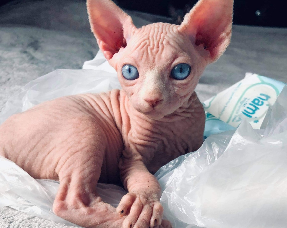 CHATON SPHYNX