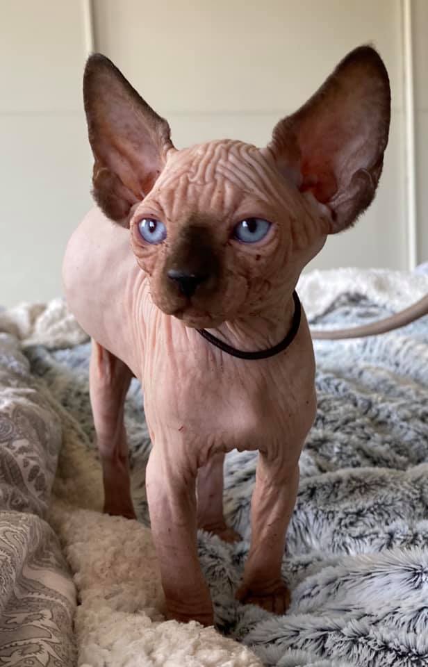 Bisou