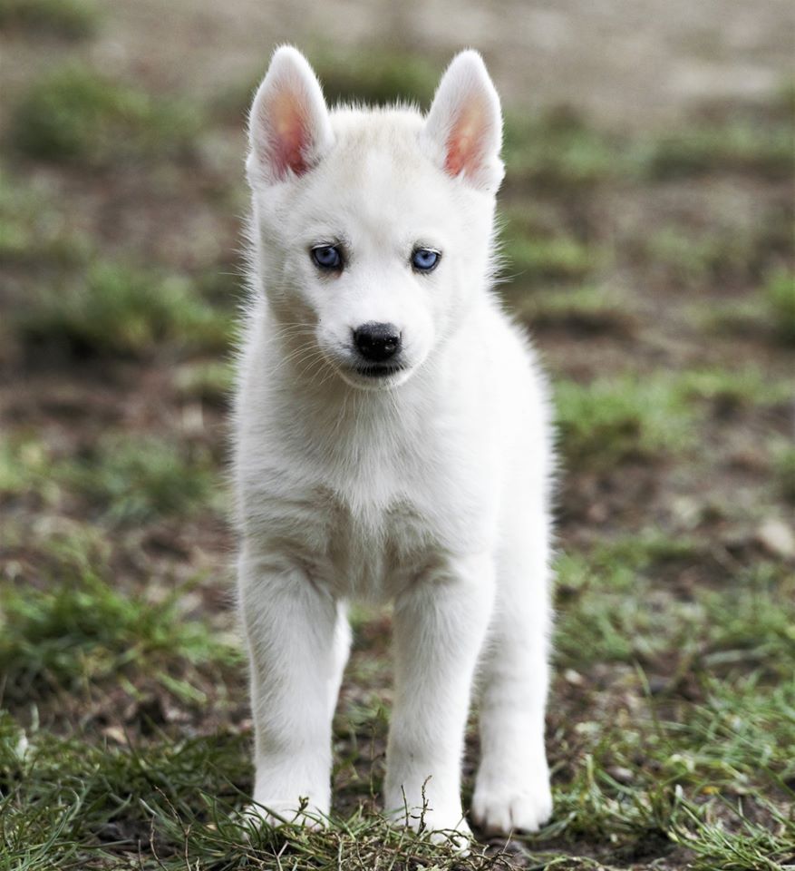 Balto