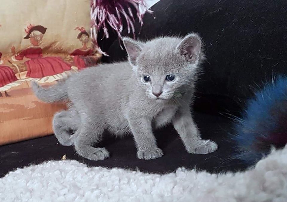 CHATON BLEU RUSSE