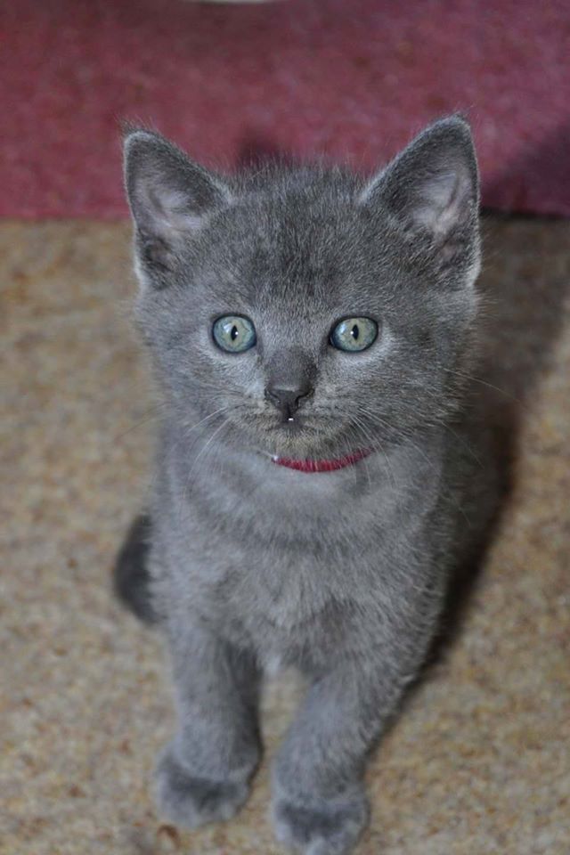 CHATON CHARTREUX