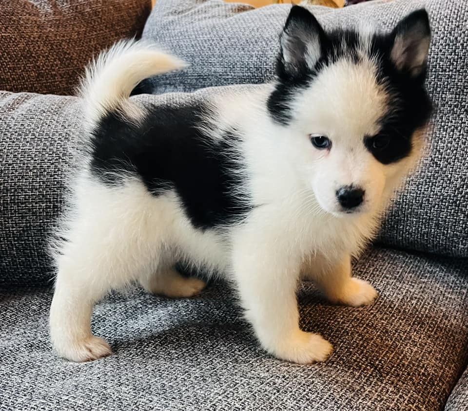CHIOT POMSKY