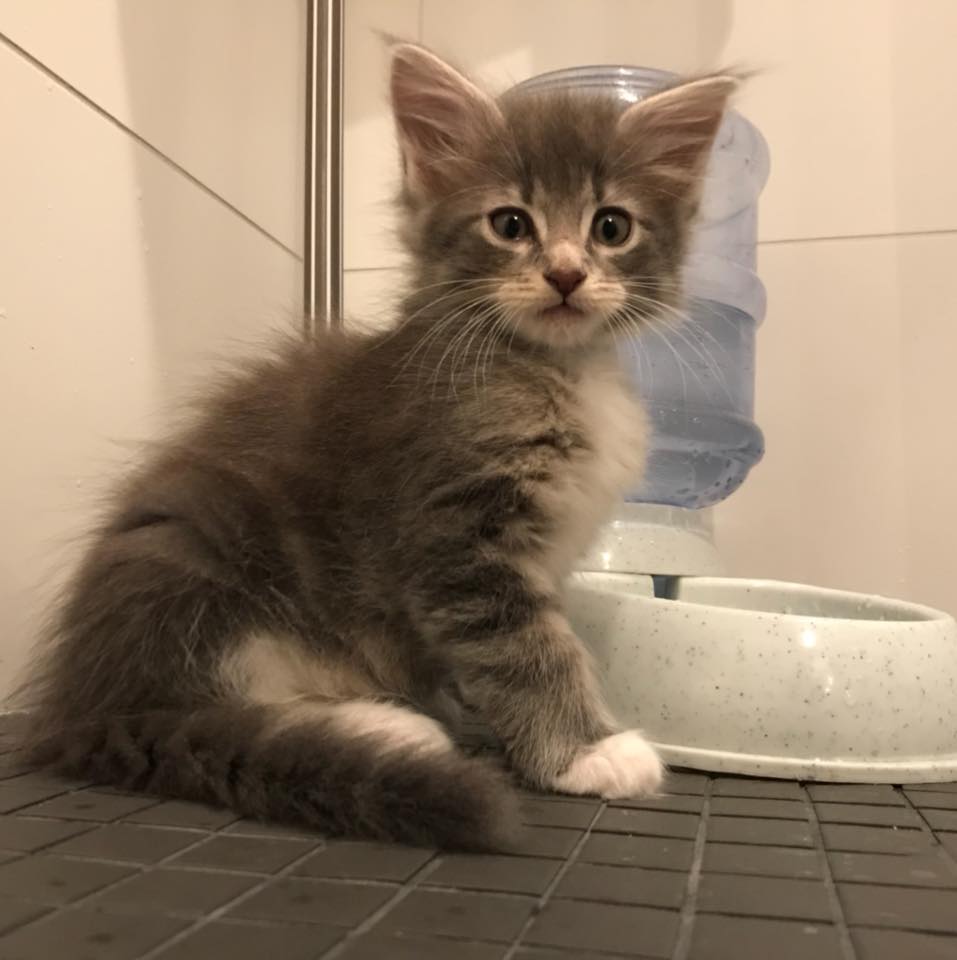 CHATON MAIN COON