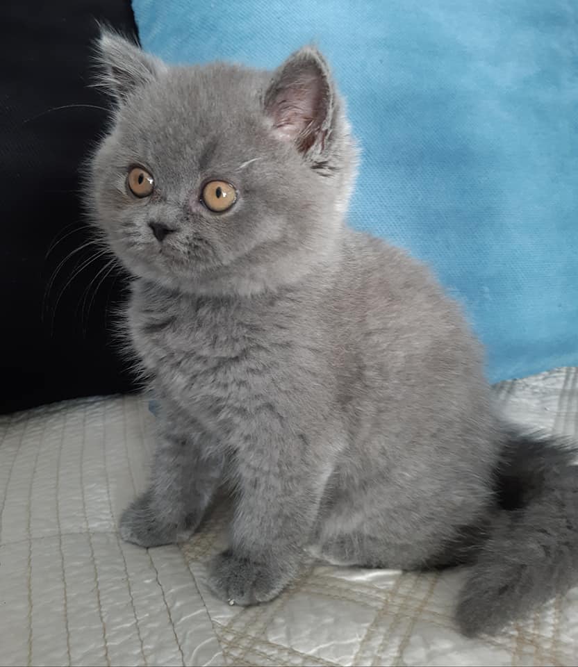 BRITISH SHORTHAIR