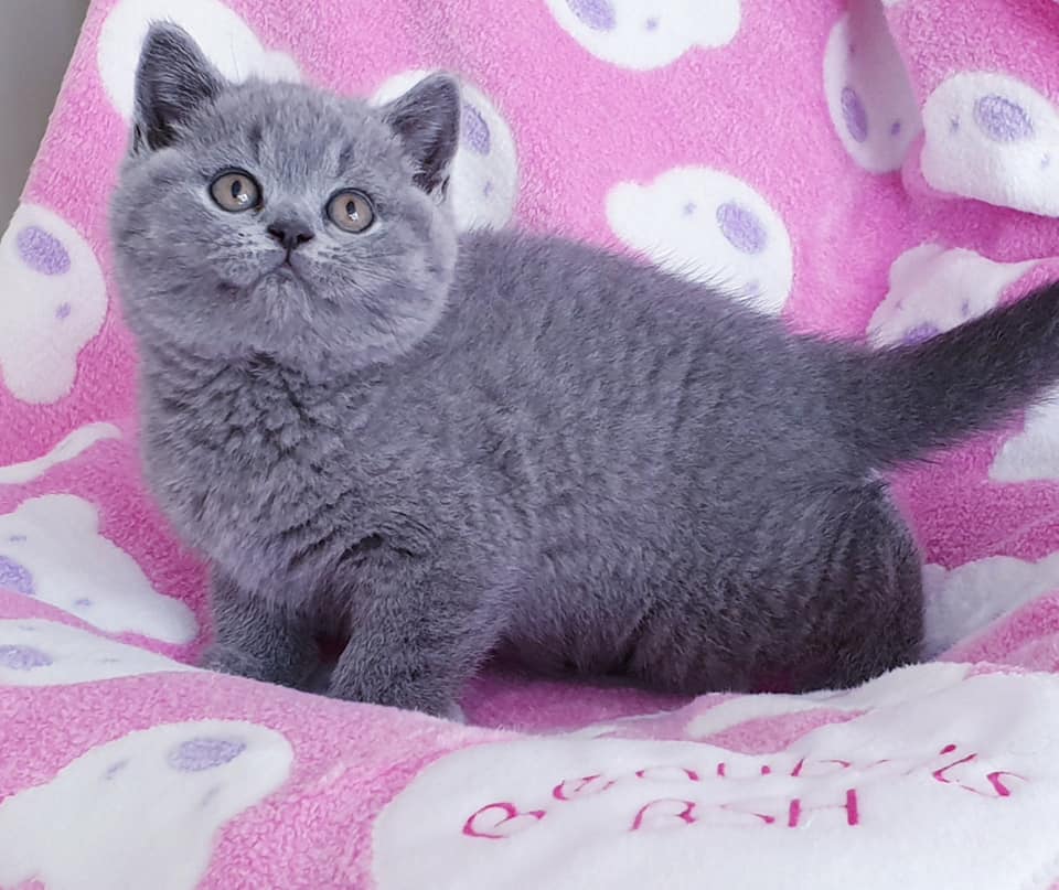 Baloo