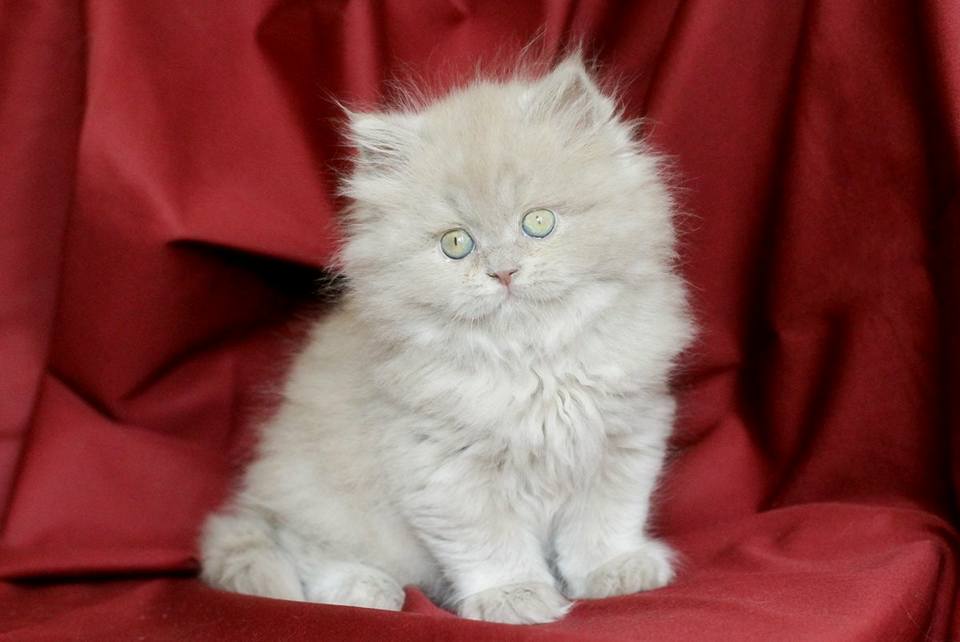 CHATON BRITISH LONGHAIR