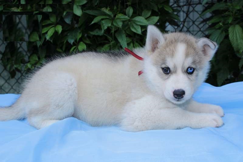 CHIOT HUSKY SIBERIEN