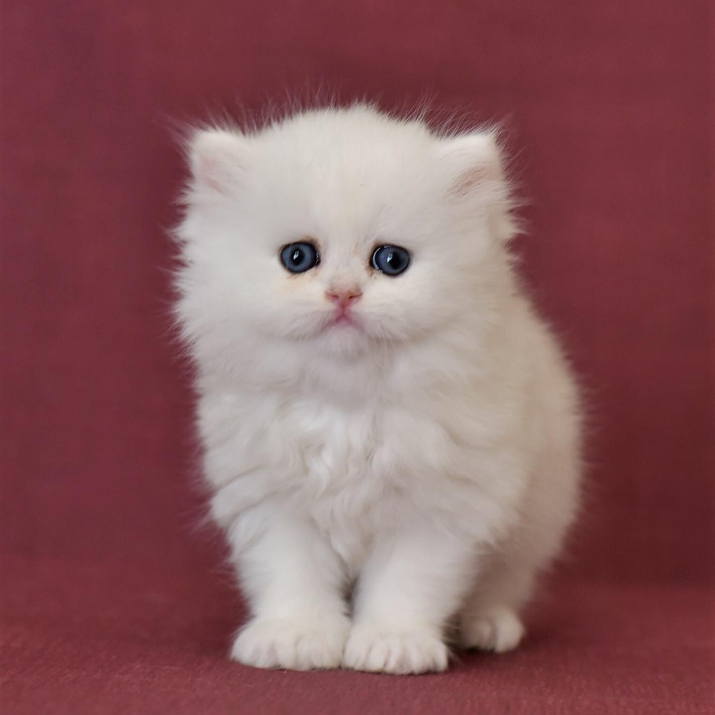 Boulier