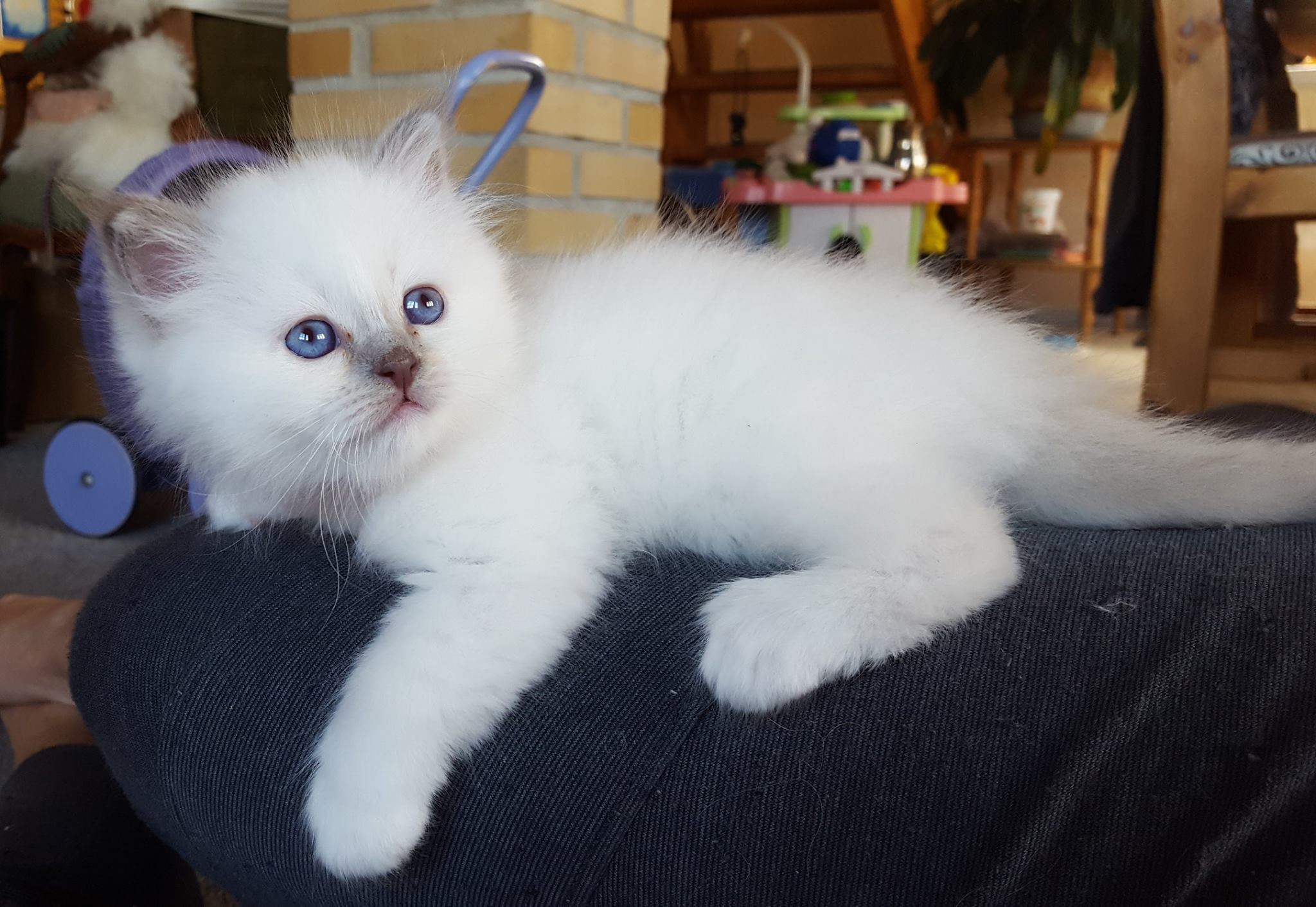 CHATON SACRE DE BIRMANIE