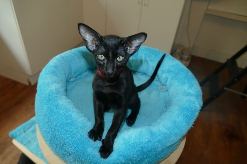 CHATON SIAMOIS