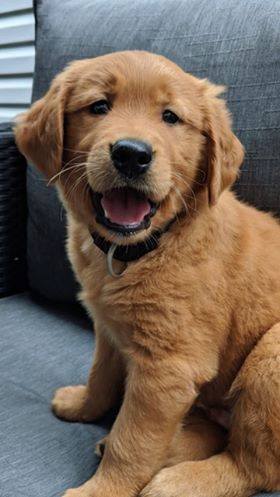 CHIOT GOLDEN RETRIEVER