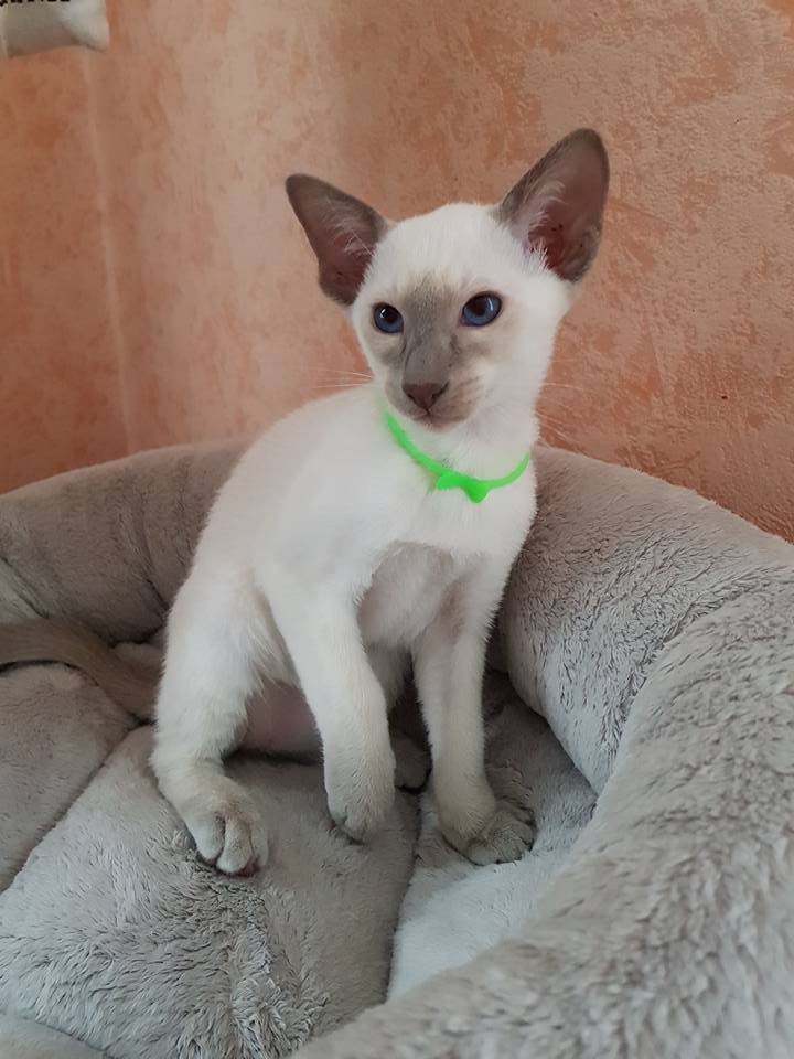 Bénitier