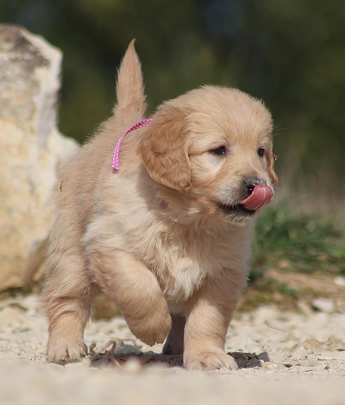 Barko