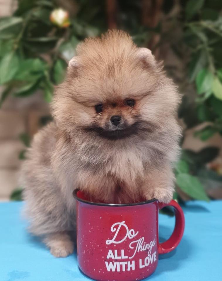 CHIOT SPITZ NAIN