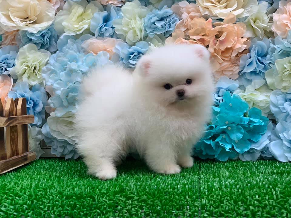 Bolt