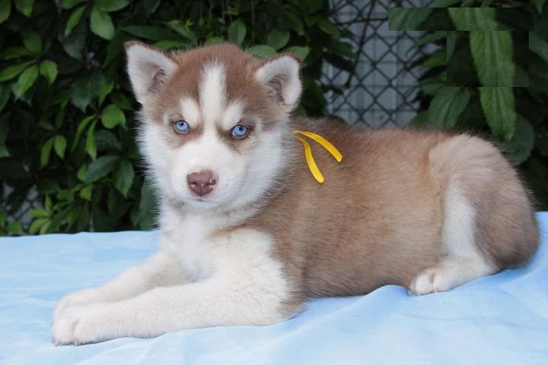 Bruno