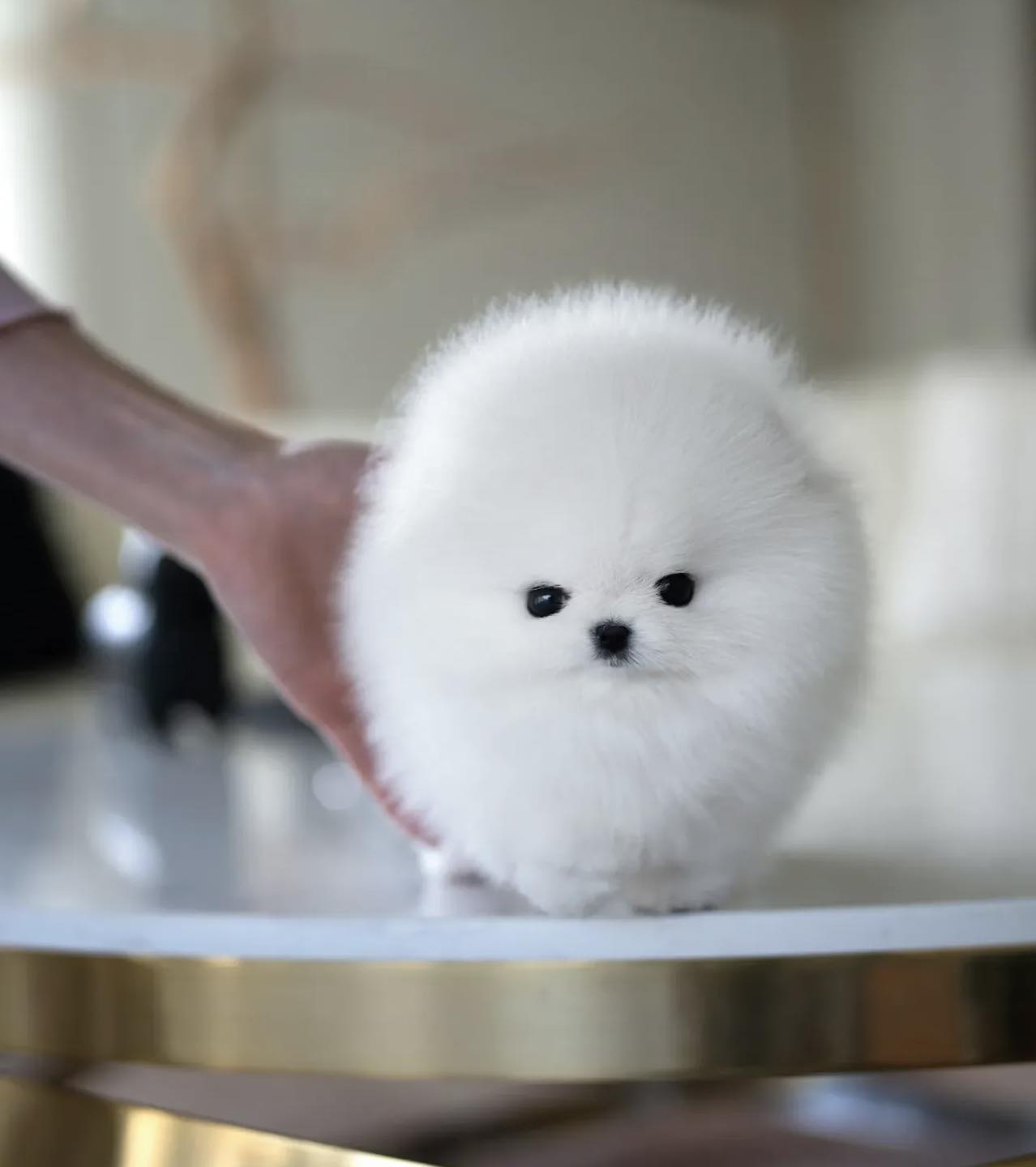 Bulle