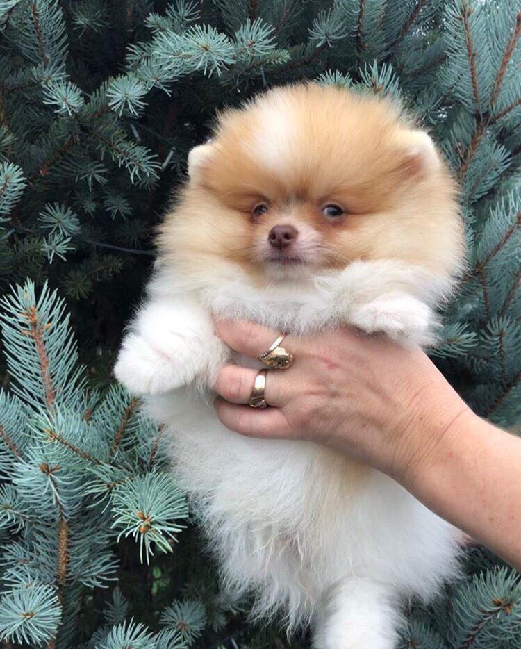 Bella-Rose