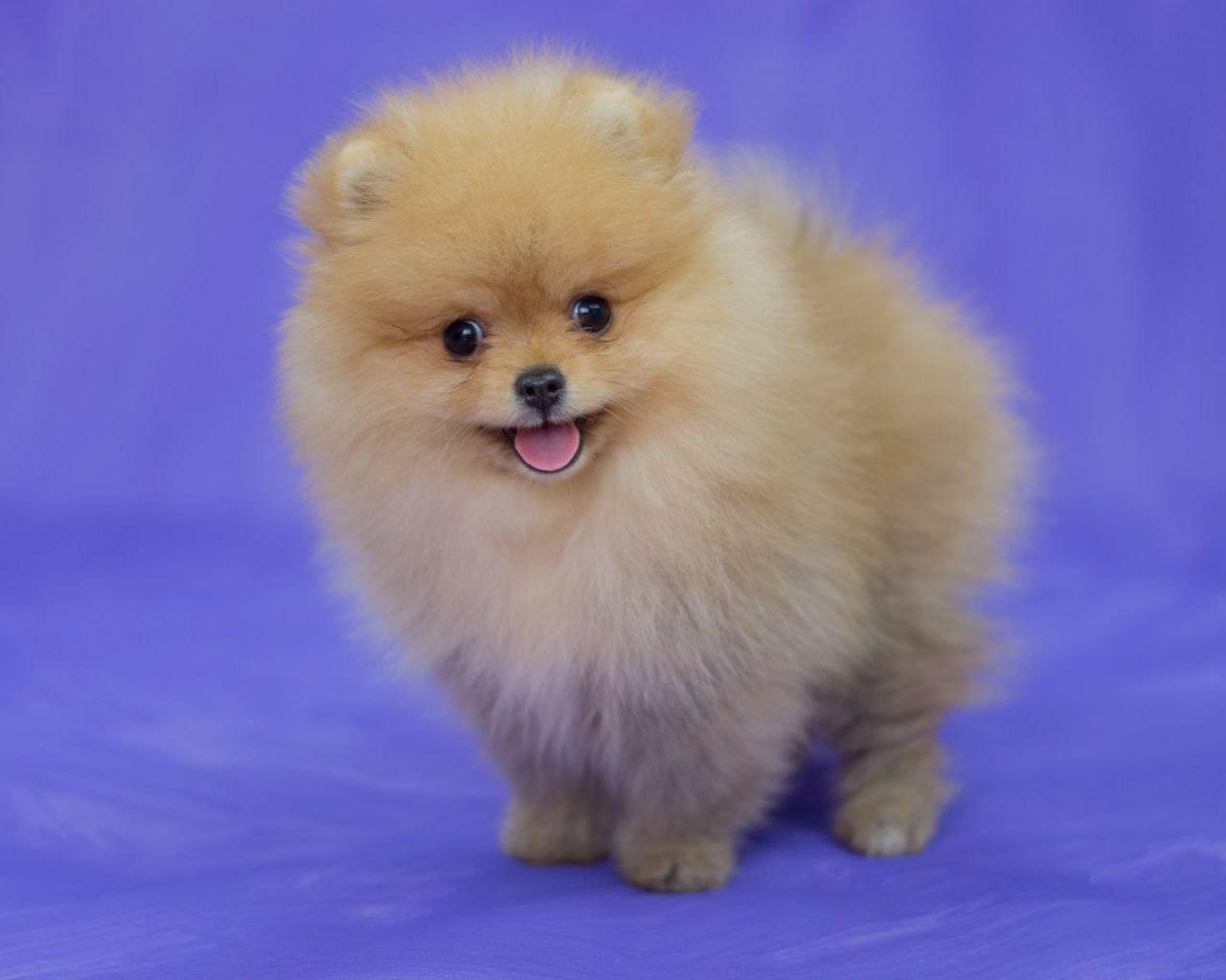 Bappy