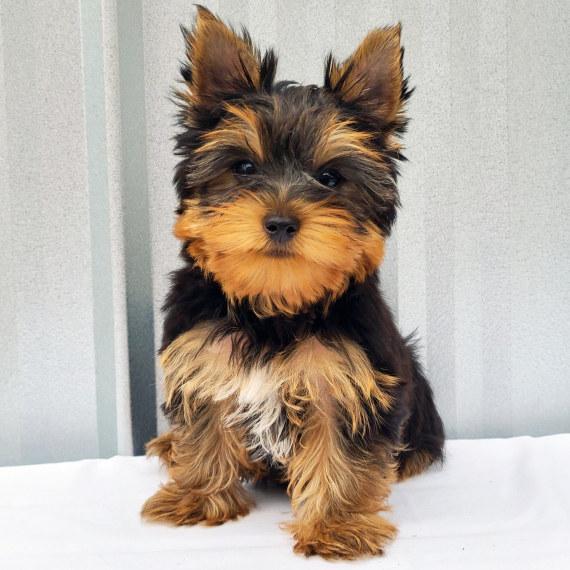 Benji