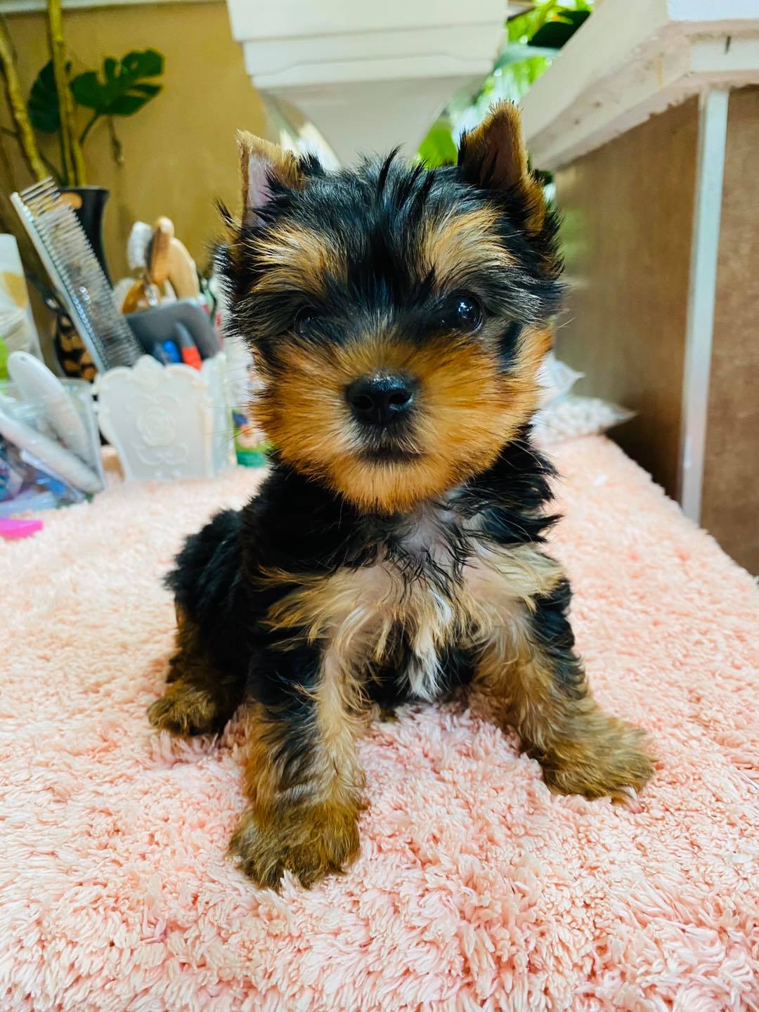 Bono