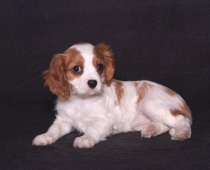 CHIOT CKC