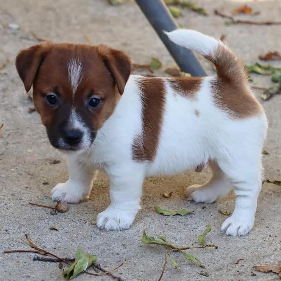 CHIOT JACK RUSSEL