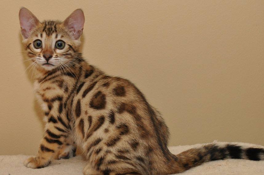 CHATON BENGALE