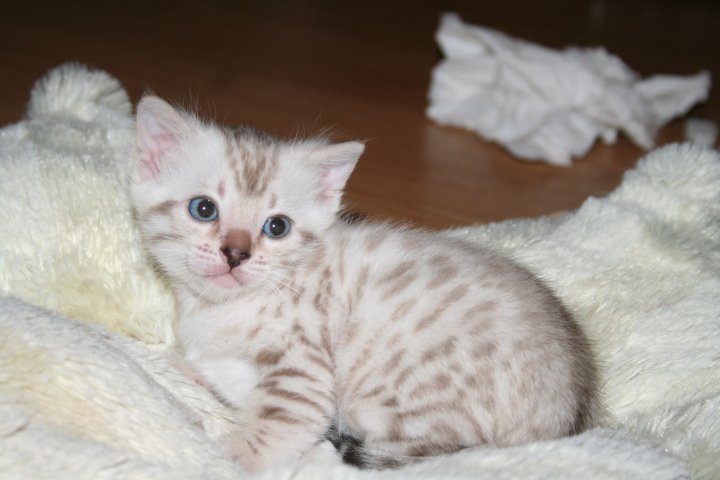 Blini
