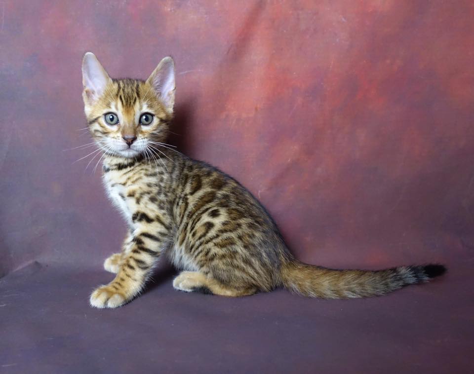 Barnabé