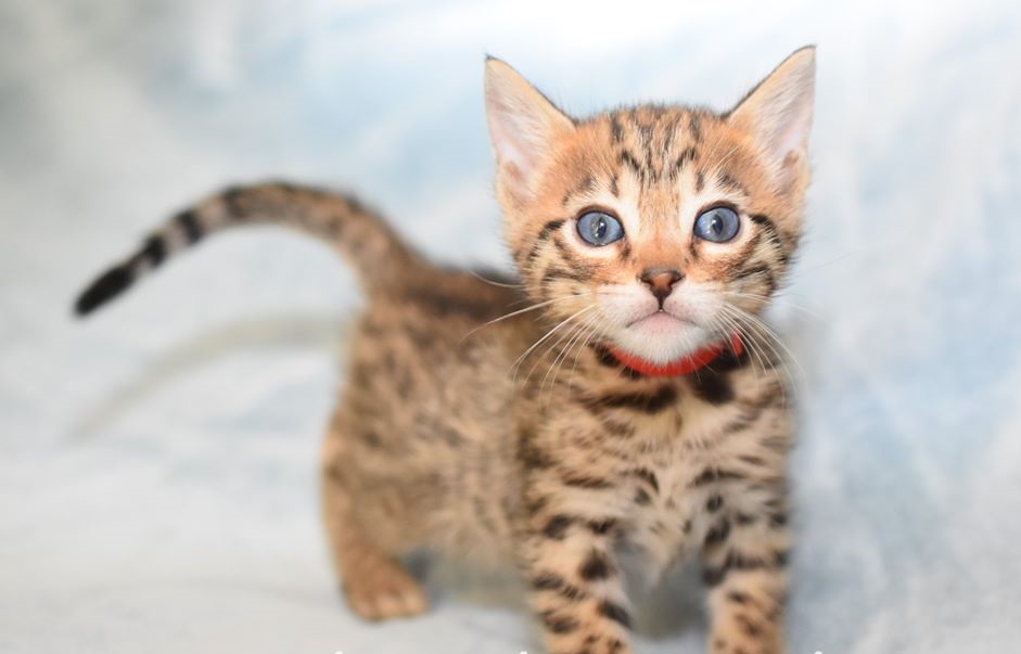 CHATON SAVANNAH