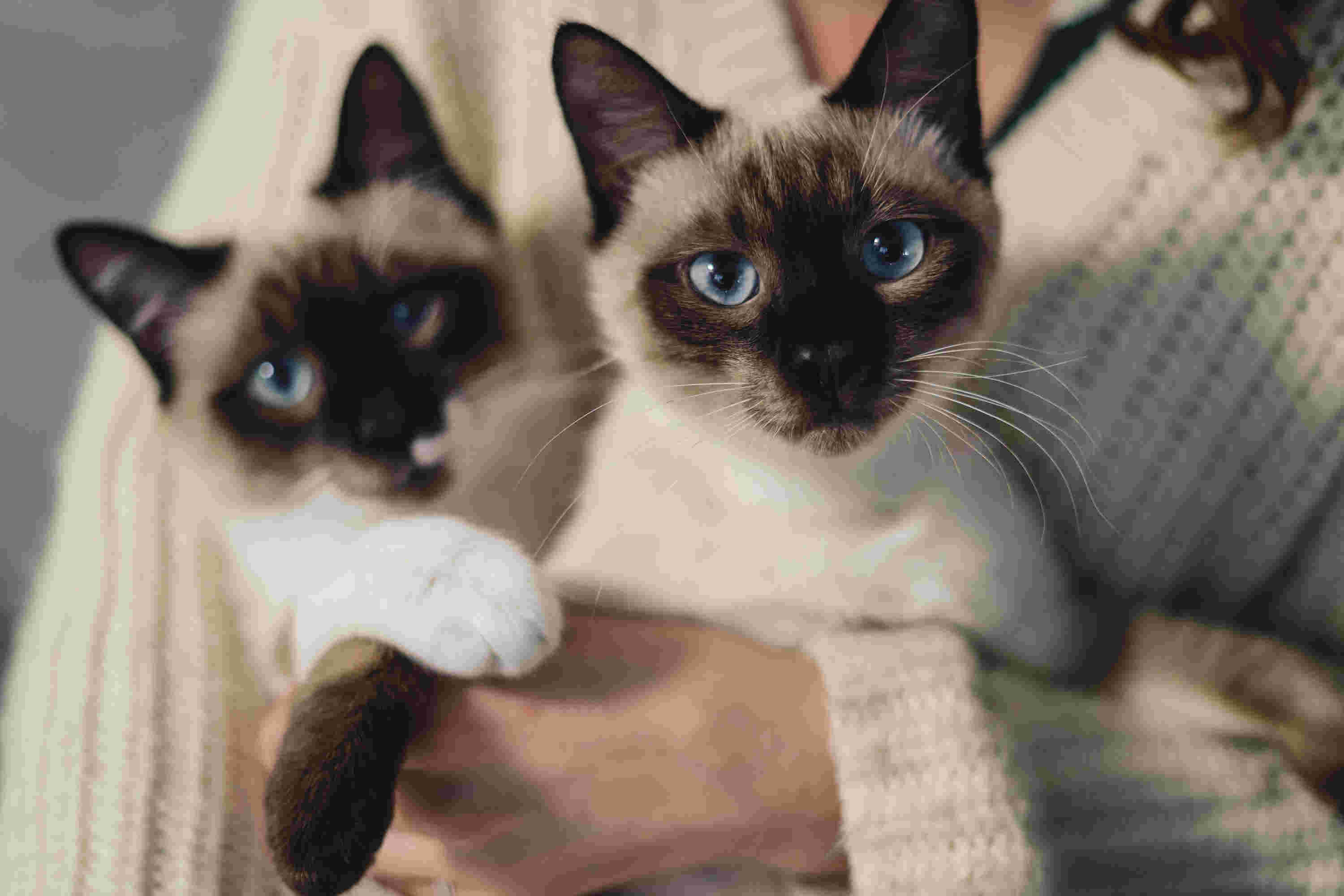 Chatons d'élevage